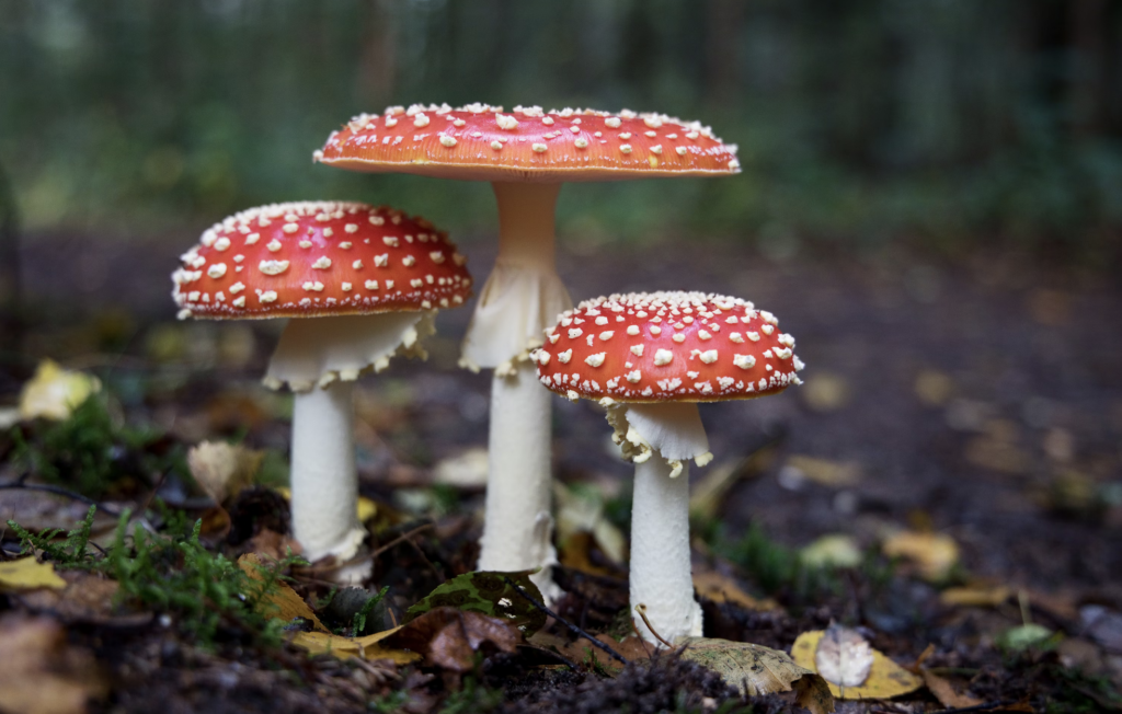 Mushrooms in the forest